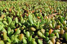 Image result for Sesuvium portulacastrum