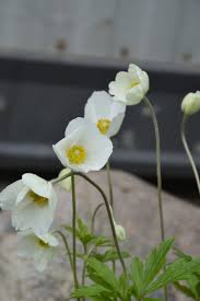 Snowdrop Anemone Kiwi Nurseries Ltd