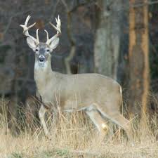 EP 158: Campfire Talk with Luke and Larry: Late Season Muzzleloader Hunting  by Sporting Classics Podcast