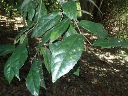 Image result for Grewia mildbraedii