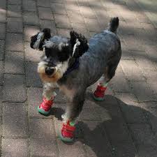 Big Dog Shoes Warm Kirky Samoye Golden Ski Large Dog Shoes Slip Proof Nightlight Pet Shoes Pet Supplies Wholesale Big Dogs Online Pet Supplies