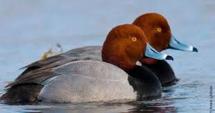 Black Bird With Blue Head And Neck Pin On Raising Ducks