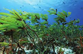 Image result for Cymodoceaceae