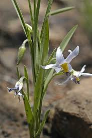 Image result for Walleria nutans