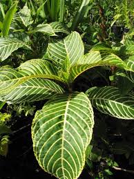 Image result for Sanchezia