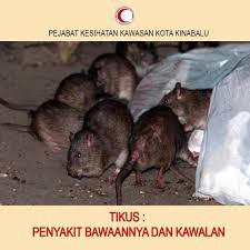Penyakit tangan kaki dan mulut. Tikus Merupakan Pejabat Kesihatan Kawasan Kota Kinabalu Facebook