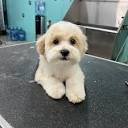 ON THE S'PAW PET GROOMING SALON - Updated May 2024 - 165 Photos ...