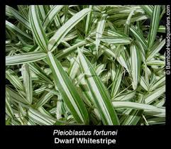Image result for Pleioblastus fortunei