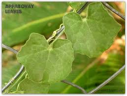 Image result for Kedrostis foetidissima