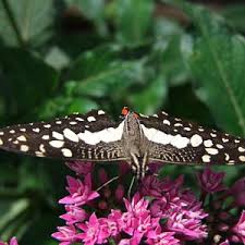 For outdoor enthusiasts, jungle trekking is a must in taman negara. The 10 Best Outdoor Activities In Melaka State Tripadvisor