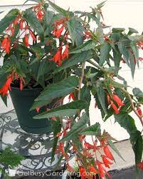 Pin On Shade Loving Plants