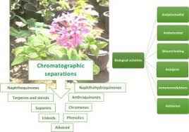 Image result for Pentas bussei