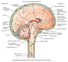 Coupe Sagittale Encephale Anatomie Du Cerveau Systeme Nerveux Anatomie Corps Humain