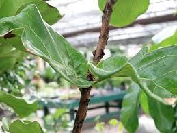 If in doubt, it's usually better to err on the side of keeping your plant a little too dry than consistently too wet. Fiddle Leaf Fig Tree Is A Wonderful Houseplant Cape Gazette