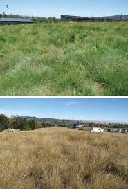 Image result for Diheteropogon amplectens