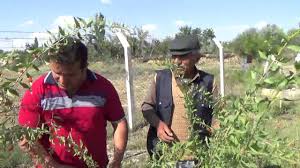 Nigde Bor Kemerhisar Goji Berry Kurt Uzumu Yetistiriciligi Youtube