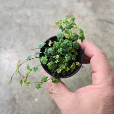 Image result for Ficus persicifolia