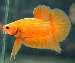 Rasboras can add a touch of flash to your tank with their metallic orange coloring and signature triangular black markings. Betta Fish Colors The Fish Doctor