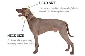 Martingale Dog Collars Custom Martingale Dog Collars By If