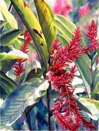 Jamaican Ginger Botanical Painting Botanical Watercolor Floral Watercolor