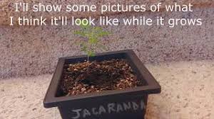 Puede llegar a medir hasta 30 metros y su característica más apreciada es su. Jacaranda Mimosifolia My 4 Month Old Bonsai Youtube