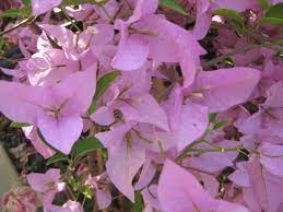 Pin By Janine Da Costa Gomez On Bougainville Bougainvillea Shrubs Live Plants