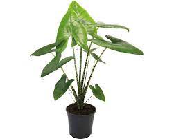 In the spring, plants are often smaller than plants shipped in the fall. Alocasie Tiger Pfeilblatt Floraself Alocasia Zebrina H 80 100 Cm O 27 Cm Topf Bei Hornbach Kaufen