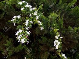 Image result for Jasminum multipartitum