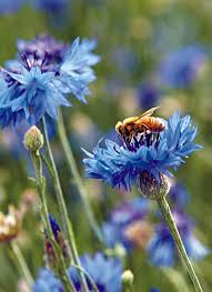 The best trees for honey bees offer a great source of nectar and pollen, continuing to be productive. Blue Flowers Are Best For Bees Garden Gate