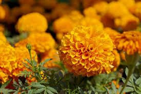 Image result for Tagetes patula