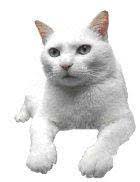 Tandem présentiel-distance : articulation difficile, enjeux et perspectives  de mutations de l'enseignement et de l'apprenti