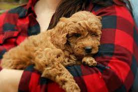 Find irish doodles puppies on www.pe. Irish Doodles