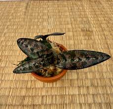 Image result for Oeceoclades saundersiana