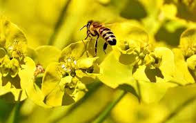 Bees need flowers to be able to produce combs and items. What Color Do Bees Like Best Beeplaza Beekeeping Shop