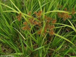 Image result for Cyperus obtusiflorus
