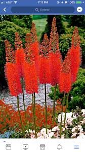 Pin By Katriina Peltomaa On Kwiaty Trees To Plant Planting Flowers Garden Projects