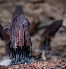 Image result for Stemonitis splendens