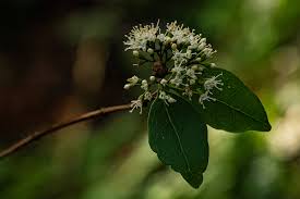 Image result for Nuxia congesta