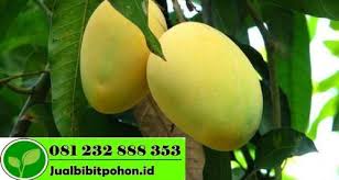 Required fields are marked *. Mangga Arum Manis Jual Bibit Pohon Dan Tanaman
