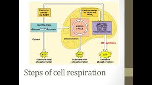 The green plants also respire. Stages Of Cellular Respiration Youtube