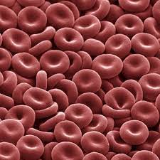 How to draw animal white blood cell in animals. Red Blood Cells Function And Structure