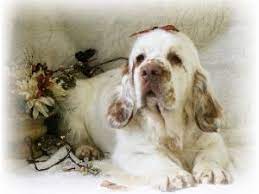 Cocker spaniel puppies for sale in north carolina. Clumber Spaniel Puppies For Sale