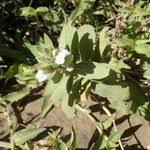 Image result for Asystasia mysorensis