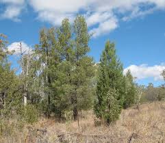 Image result for Callitris