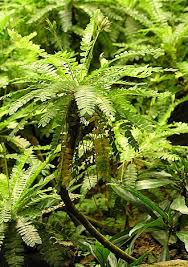 Image result for Biophytum crassipes