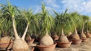 Image result for Beaucarnea recurvata