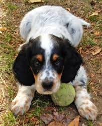 Black And White English Setter Puppies For Sale Oliver The English Setter English Setter Dogs English Setter English Setter Puppies