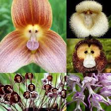 Pictures of flowers that look like animals. Flower S That Look Like Animal S