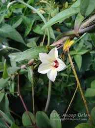 Image result for Xenostegia tridentata