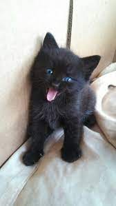 Black cats have emerged as one of halloween's most enduring symbols though they're really no more fierce, fearful or frightening than. Girlfriends Cat Had Kittens I Think This One Is Special Cute Cats Kittens Cutest Cute Animals